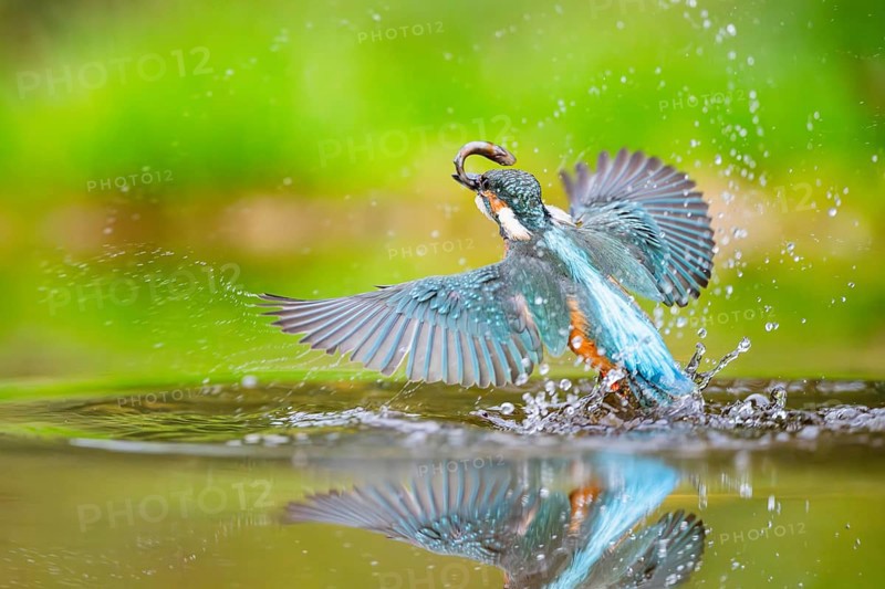 Common kingfisher (Alcedo atthis) flying out of the water with a fresh cought fish in his beak in late summer, wildife, Bavaria, Germany