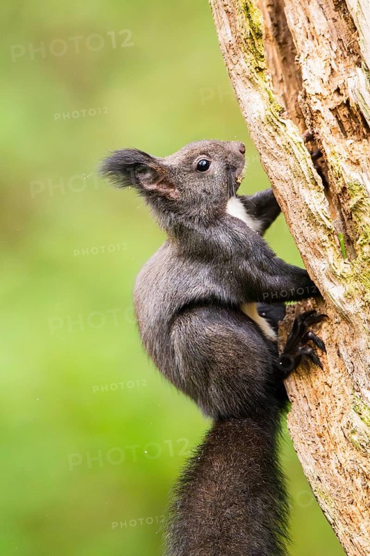 Red squirrel (Sciurus vulgaris) sitting on an old wrotten tree trunk in a forest, Bavaria, Gernany