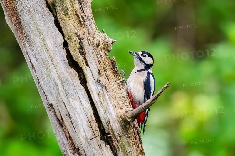 Great spotted woodpecker (Dendrocopos major) sitting on an old wrotten tree trunk in late summer, Bavaria, Germany