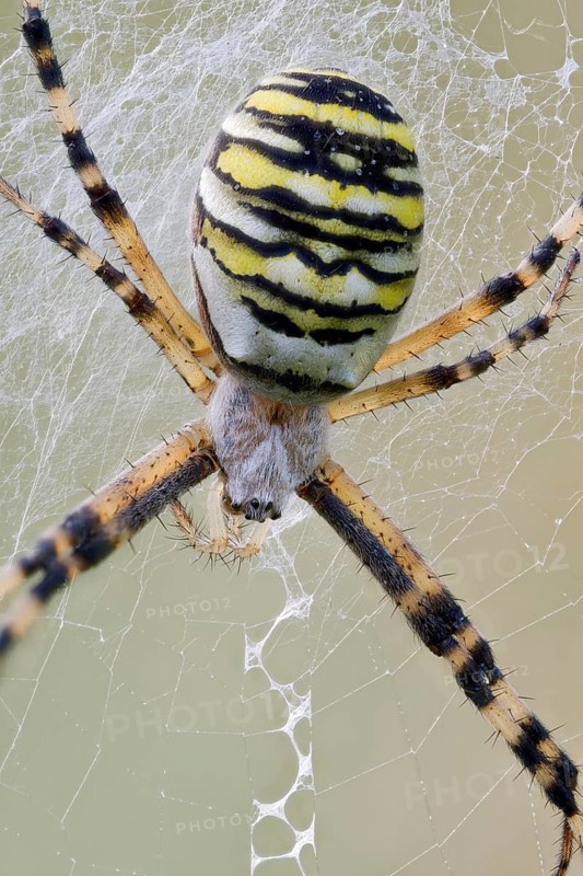 Wasp Spider, Argiope bruennichi, Wasp Spider, Lower Saxony, Germany