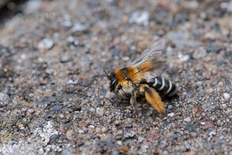 Brown-rumped trouser bee (Dasypoda hirtipes) on sandy soil, Lower Saxony, Germany