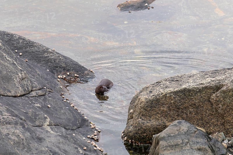 The American Mink (Mustela vison) is a graceful predator that lives by the sea in Norway near Bodø in Nordland. It skilfully searches for food among the rocks of the Vestfjord