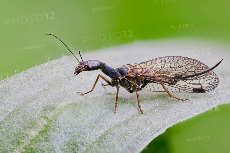 Spotted camel neckfly, Phaeostigma notata, Spotted Snakefly, Lower Saxony, Germany