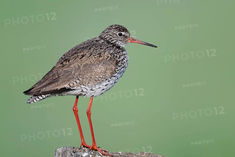 Redshank (Tringa totanus) sitting on a pole, Lower Saxony, Germany