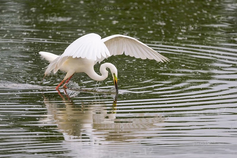 Great Egret Modesta, Ardea alba modesta, European Great White Egret Modesta, Lower Saxony, Germany