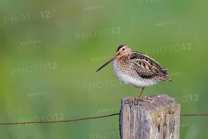 Common snipe (Gallinago gallinago) sitting on a pole, Lower Saxony, Germany