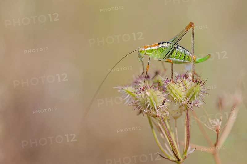 Locust Nymph, Poecilimon mytilenensis, Nymph Mytilene Bright Bush-cricket, Corfu, Greece