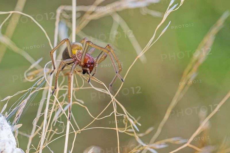 Female nurse's thorn finger, Cheiracanthium punctorium, female Yellow sac spider, Saxony-Anhalt, Germany