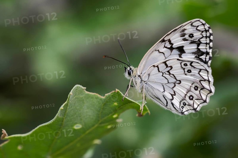 Balkan Chessboard, Melanargia Larissa, Balkan Marbled White Butterfly, Corfu, Greece