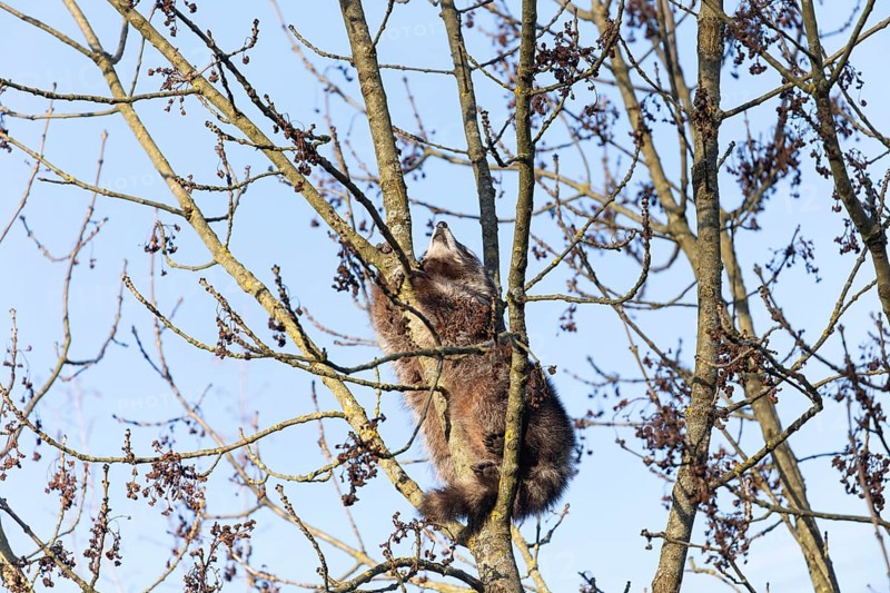 A cute raccoon sleeps relaxed on a tree between the branches and enjoys the warm winter sun. This tranquil scene provides a sense of peace and closeness to nature