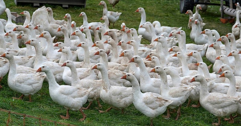Free-range fattening geese (Anser anser domesticus) in a meadow, Bullach, Middle Franconia, Bavaria, Germany