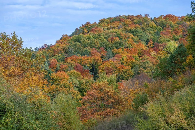 Mixed autumn forest, cloudy sky, Happurg, Middle Franconia, Bavaria, Germany