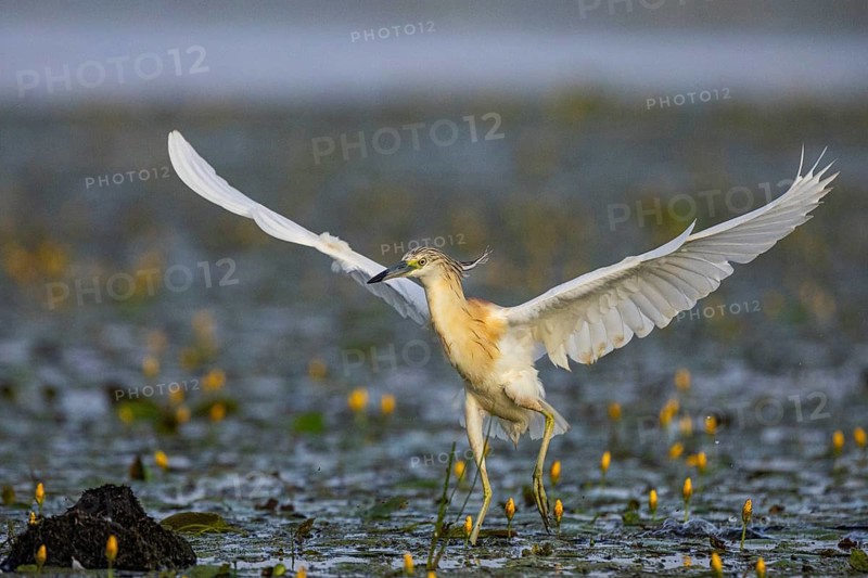 Squacco Heron (Ardeola ralloides) in the fog Hungary