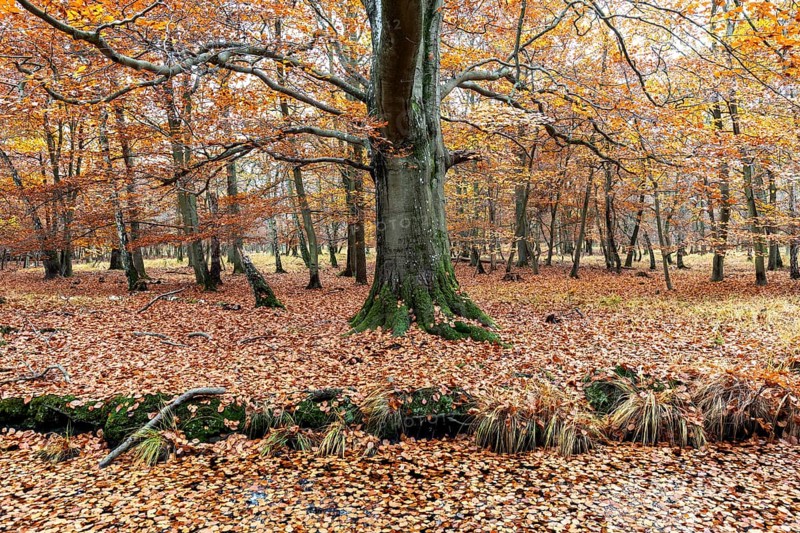 Autumn forest, autumn-colored trees, Osterwald, Zingst, Fischland-Darß-Zingst, Western Pomerania Lagoon Area National Park, Mecklenburg-Western Pomerania, Germany