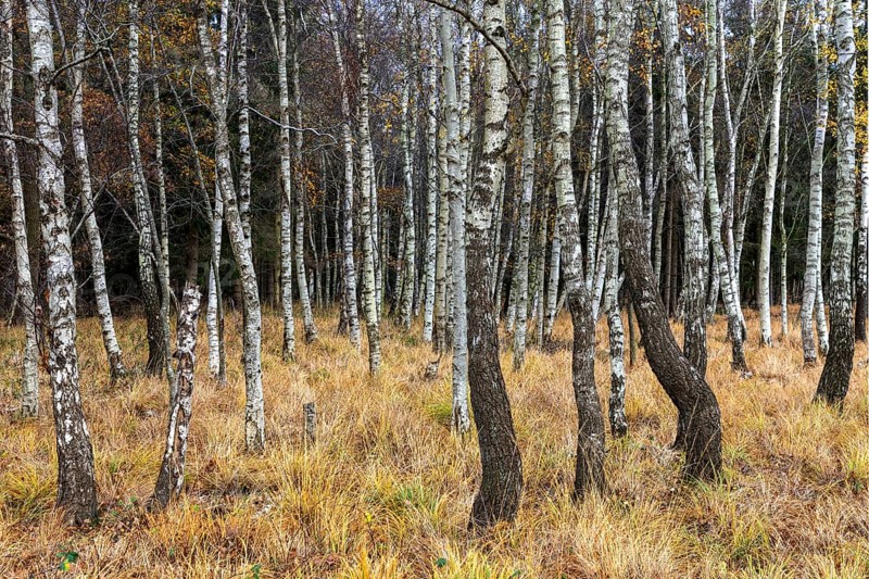Birch forest, autumn coloured birch trees (Betula), Osterwald, Zingst, Fischland-Darß-Zingst, National Park Vorpommersche Boddenlandschaft, Mecklenburg-Vorpommern, Germany