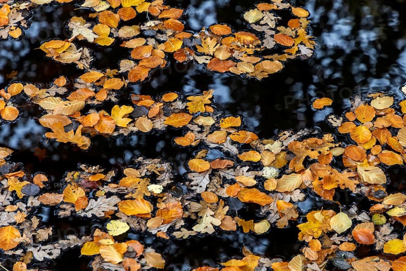 Autumn leaves, autumn-colored leaves floating on moor water, Osterwald, Zingst, Fischland-Darß-Zingst, Western Pomerania Lagoon Area National Park, Mecklenburg-Western Pomerania, Germany