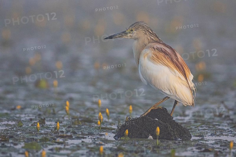 Squacco Heron (Ardeola ralloides) in the fog Hungary