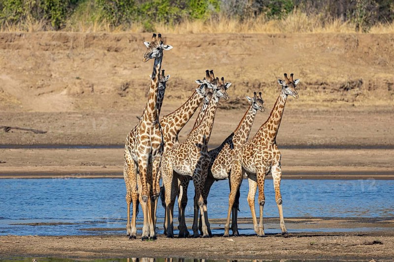 Thornicroft's Giraffe (Giraffa camelopardalis thornicrofti) crossing Luangwa River Zambia August