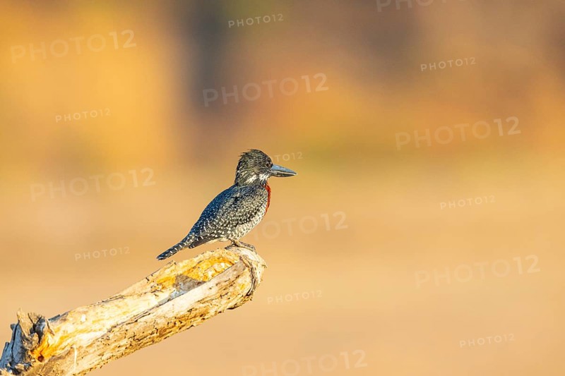 Giant kingfisher (Alcedo atthis) Zambia August