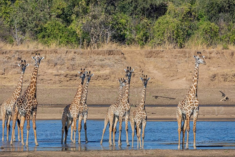 Thornicroft giraffe (Giraffa camelopardalis thornicrofti) crossing the Luangwa River Zambia August