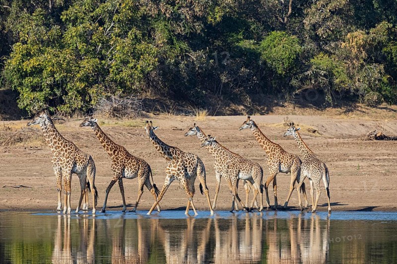 Thornicroft's Giraffe (Giraffa camelopardalis thornicrofti) Luangwa River Zambia August
