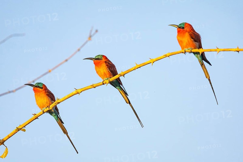 Carmine Bee-eater (Merops nubicus) South Luangwa NP Zambia August
