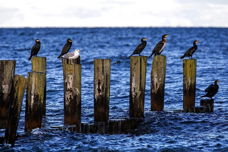 Cormorants (Phalacrocorax carbo) sitting on groynes, Fischland-Darß-Zingst, Baltic Sea, Mecklenburg-Western Pomerania, Germany