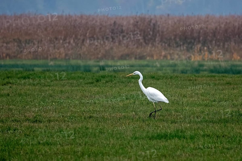Great White Egret (Ardea alba) in a field, near Zingst, Fischland-Darß-Zingst, Western Pomerania Lagoon National Park, Mecklenburg-Western Pomerania, Germany