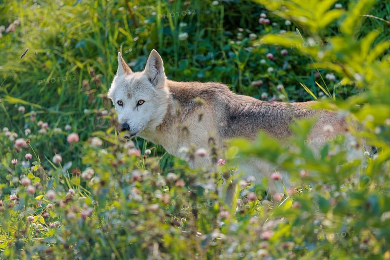 A timber wolf (Canis lupus lycaon) stands in backlight on a sunny day in dense green vegetation in a clearing. NE USA