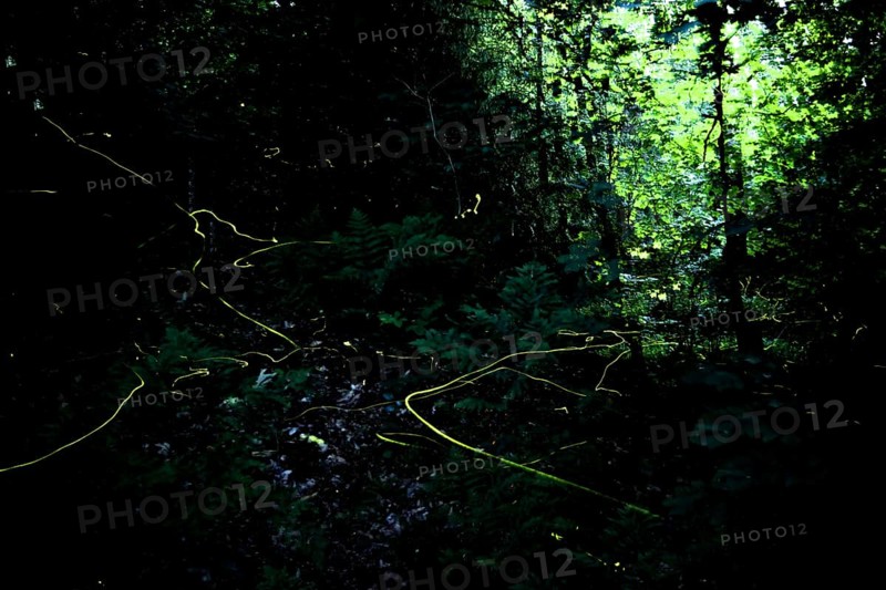 False firefly (Lamprohiza splendidula) Firefly, flying in search of mate, long exposure, stitched from several individual images, Lower Saxony, Meller Berge, Wiehengebirge