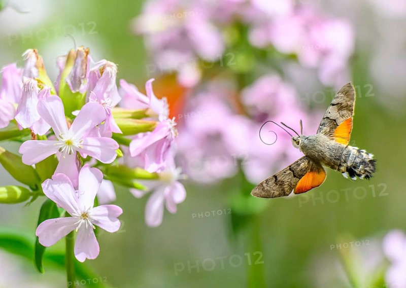 A dove tail (Macroglossum stellatarum) flies near pink flowers of soapwort (Saponaria officinalis) in a lively and spring-like environment, Dümmerniederung, Diepholzer Moorniederung, Lower Saxony, Germany