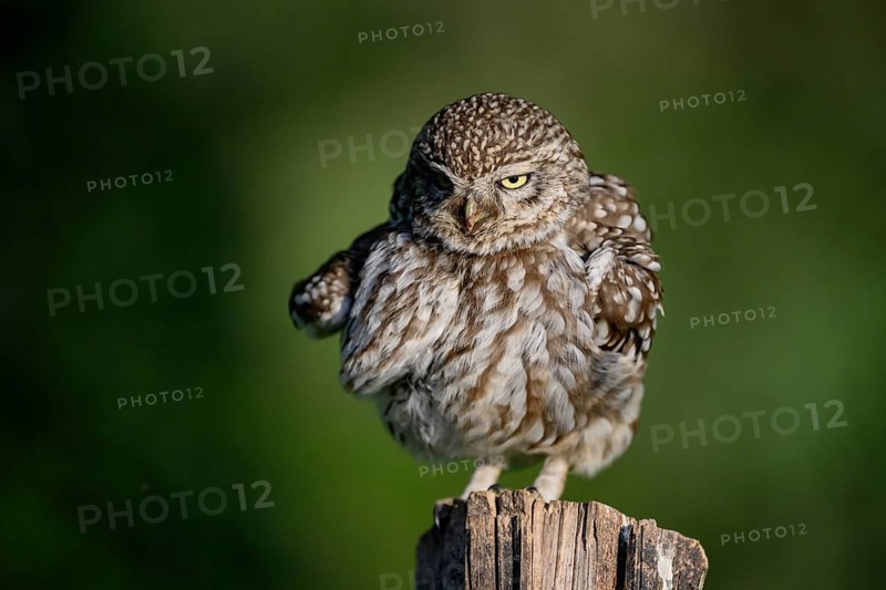 Little owl (Athene noctua) on fence post, fluffed up up, Teutoburg Forest, Osnabrücker Land, Lower Saxony, Germany