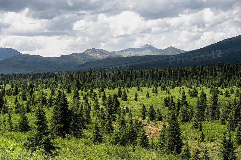 Taiga and tundra, mountain landscape of the Alaska Range with dramatic cloudy sky, Denali National Park, Alaska, USA