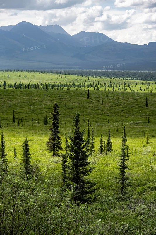 Taiga and tundra, mountain landscape of the Alaska Range with dramatic cloudy sky, Denali National Park, Alaska, USA