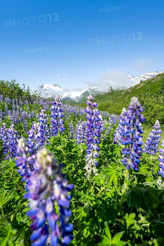 Picturesque landscape on the Richardson Highway, blooming Alaskan lupines (Lupinus nootkatensis), mountain peak with glacier Worthington Glacier in the background, Chugach Mountains, Alaska, USA
