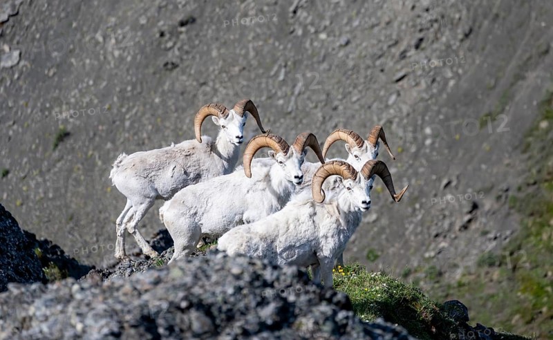 Dall sheep or Alaskan snow sheep (Ovis dalli) on a rocky outcrop in the mountains, Denali National Park and Preserve, Alaska, USA