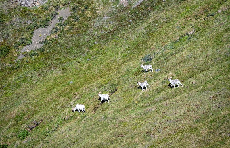 Dall sheep or Alaskan snow sheep (Ovis dalli) in a meadow in the mountains, Denali National Park and Preserve, Alaska, USA
