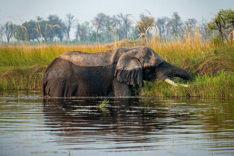 African elephant (Loxodonta africana) grazing in the swamp, Xakanaxa Lagoon, Okavango Delta, Moremi Game Reserve, Botswana