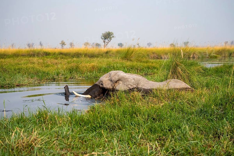 African elephant (Loxodonta africana) swimming in the swamp, Xakanaxa Lagoon, Okavango Delta, Moremi Game Reserve, Botswana