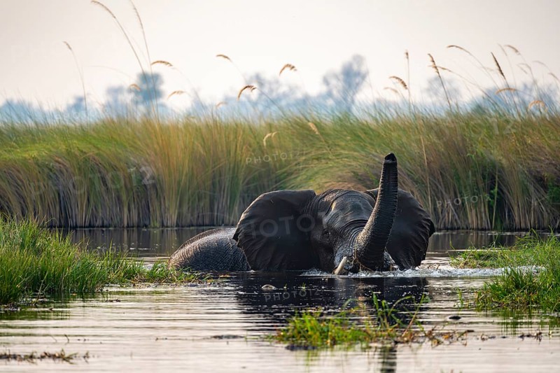 African elephant (Loxodonta africana) swimming in the swamp, trunk raised, Xakanaxa Lagoon, Okavango Delta, Moremi Game Reserve, Botswana
