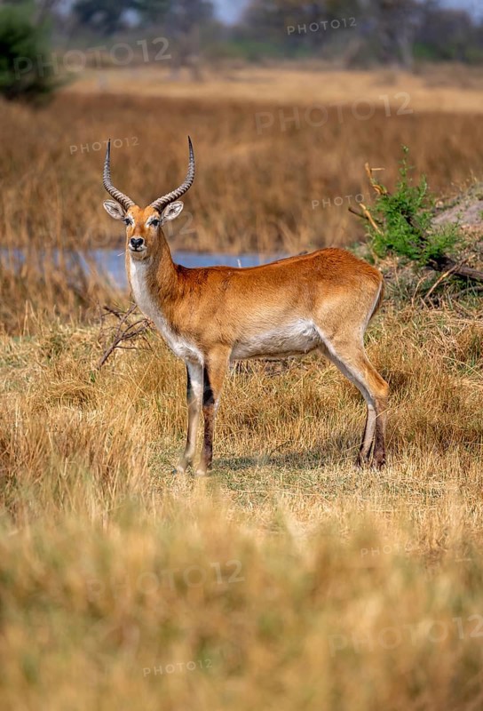 Letschwe or lychee moor antelope (Kobus leche), adult male, Xakanaxa, Okavango Delta, Moremi Game Reserve, Botswana