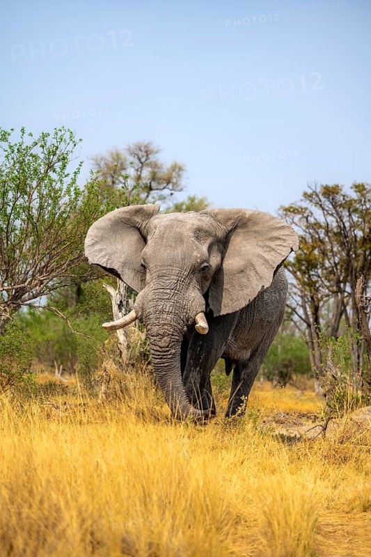 Elephant (Loxodonta africana) in dry grass, bull, Xakanaxa, Moremi Game Reserve, Botswana