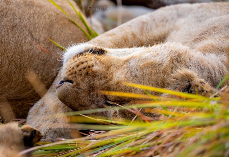 Lion (Panthera Leo) young lion lying asleep in the grass, Xakanaxa, Moremi Game Reserve, Botswana