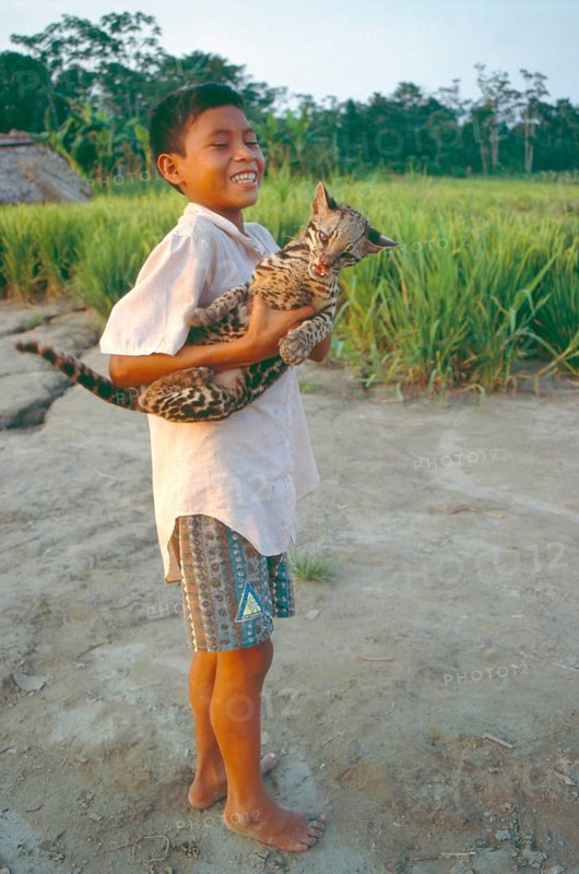 A boy whose father runs a small private zoo near Iquitos in the Amazon shows an ocelot (Leopardus pardalis), Peru, South America, September 1997, vintage, retro, old, historical