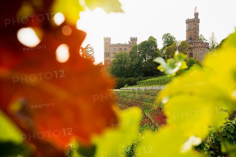 Castle and autumnal vineyards, Ortenberg Castle, Ortenberg, Kinzigtal, Ortenau, Black Forest, Baden-Württemberg, Germany