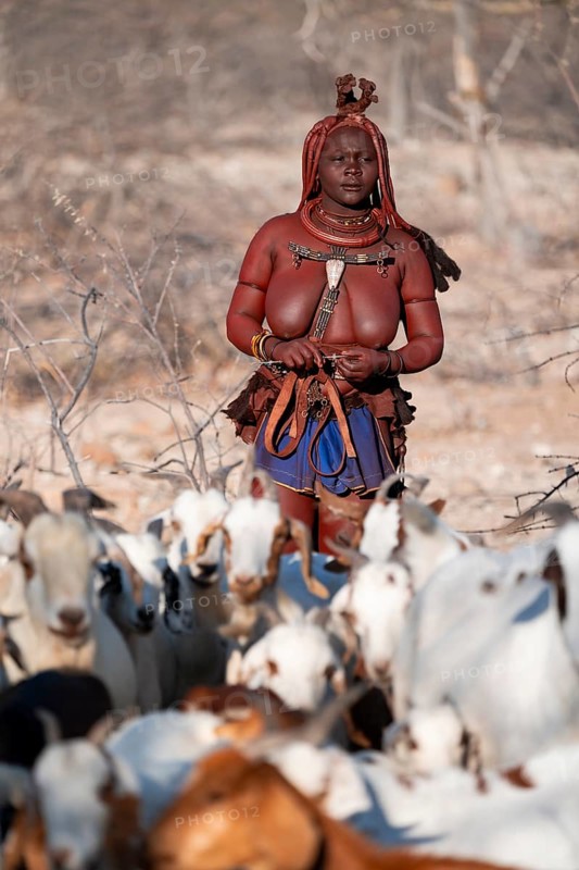 Himba woman taking care of goats, traditional Himba village, Kaokoveld, Kunene, Namibia