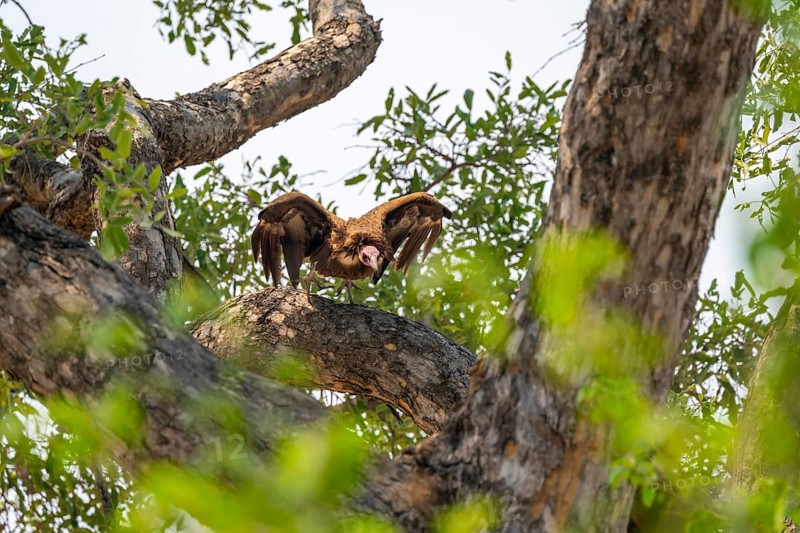 Black-capped vulture (Necrsoyrtes monachus) sitting on a branch, Xakanaxa, Okavango Delta, Moremi Game Reserve, Botswana