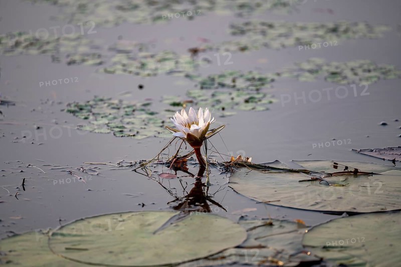 Flowering water lily (Nymphaea) in the water, Xakanaxa Lagoon, Okavango Delta, Moremi Game Reserve, Botswana