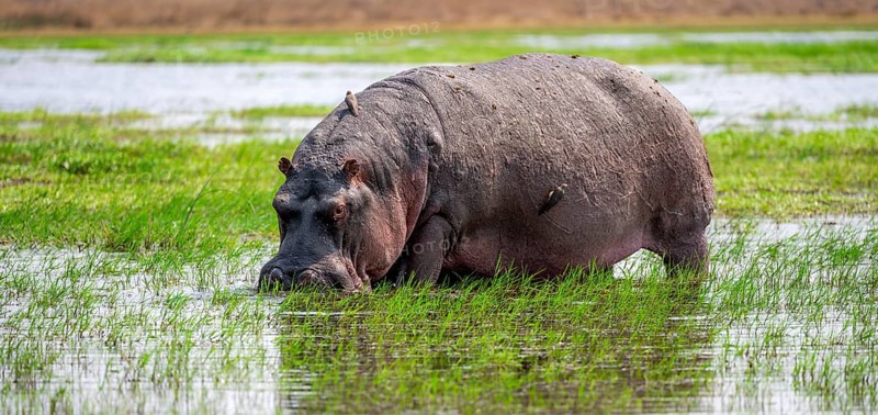 Hippopotamus (Hippopatamus amphibius), grazing in the shallow water of a lake, Okavango Delta, Moremi Game Reserve, Botswana