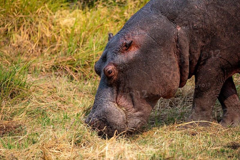 Hippopotamus (Hippopatamus amphibius), grazing in a meadow, animal portrait, Okavango Delta, Moremi Game Reserve, Botswana